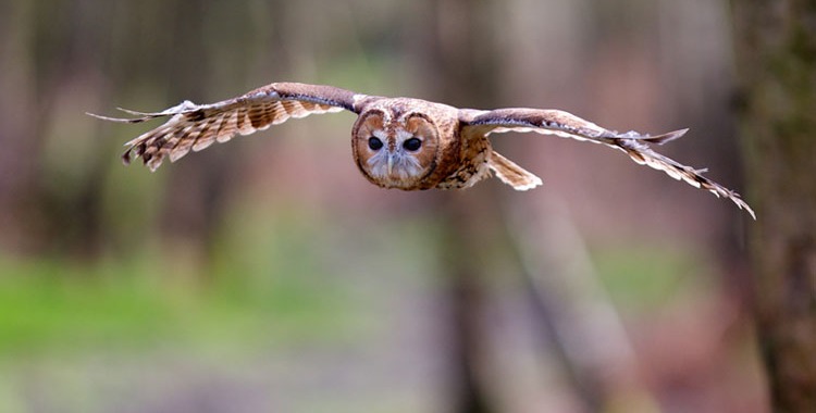 picture of an owl in flight