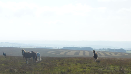 Image of 4 ponies on Llanllwni Mountain