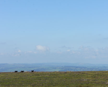 View of the Teifi Valley from Llanllwni Mountain, with sheep walking on the horizon.